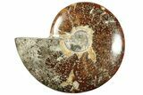 Polished Fossil Ammonite (Cleoniceras) - Madagascar #233765-1